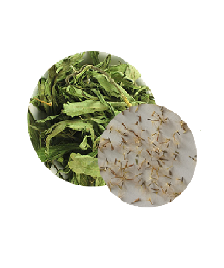 High germination rate