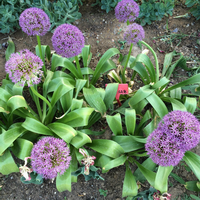 S005 chives seed (1).png