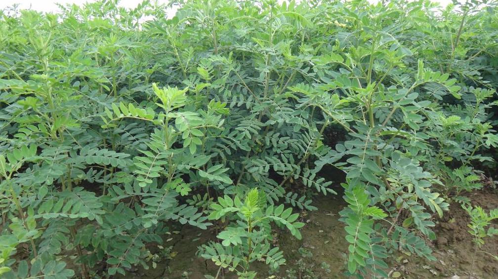 S229 Astragalus seed (1).jpg