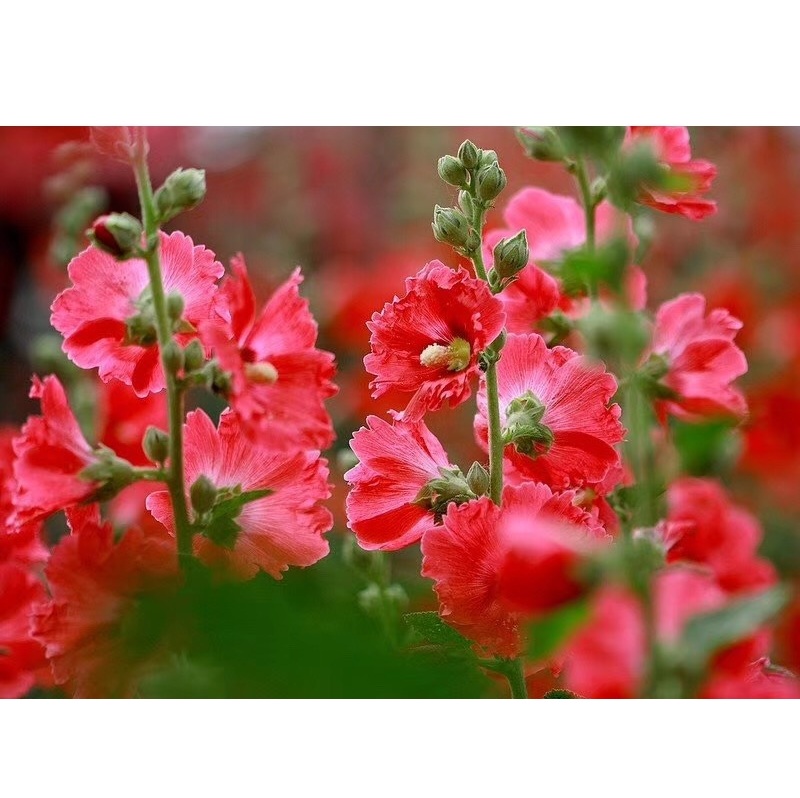 S243 Hollyhock (2).jpg