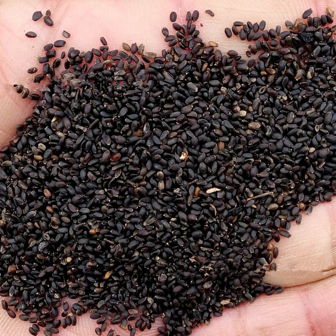 S017 Holy Basil (3).png