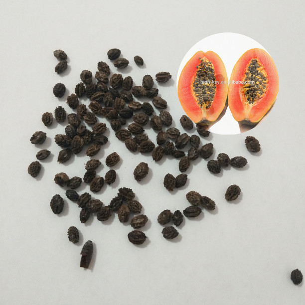 S615 red lady papaya 2.jpg