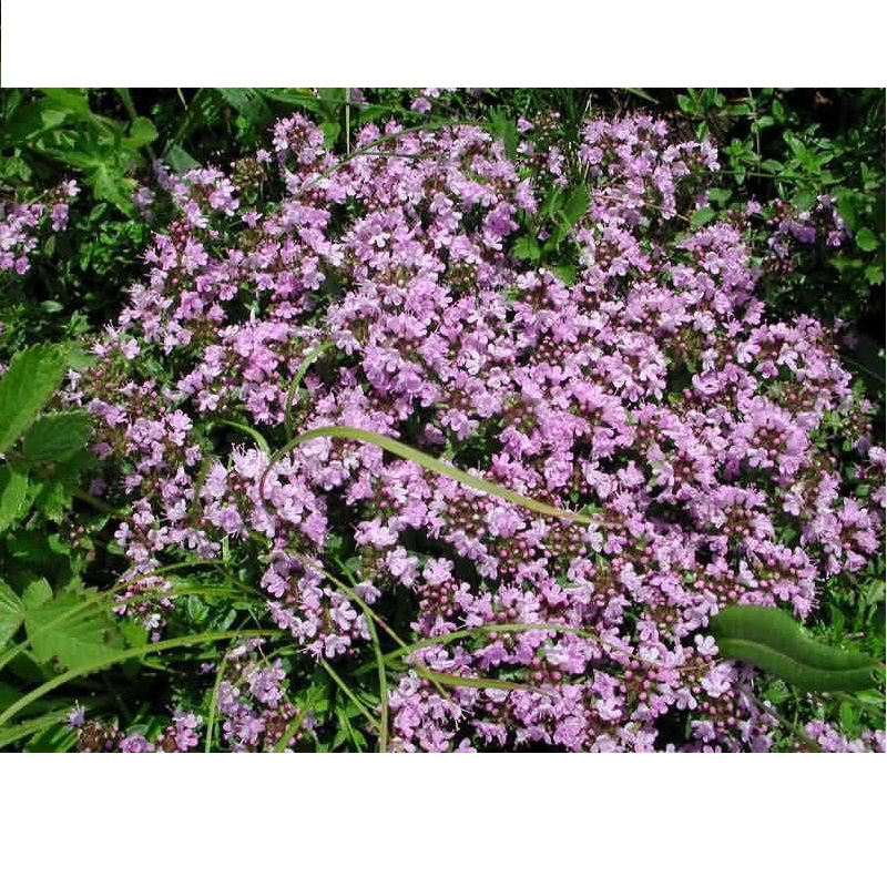 Creeping Thyme seed (1).jpg