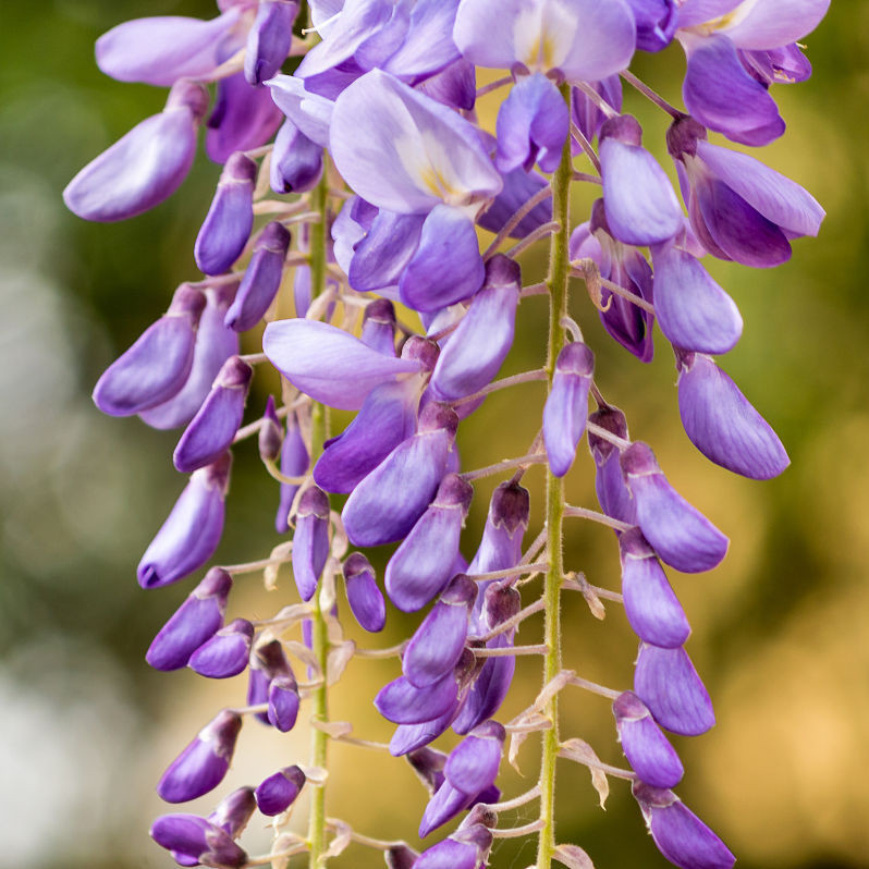 Chinese wisteria (5).jpg