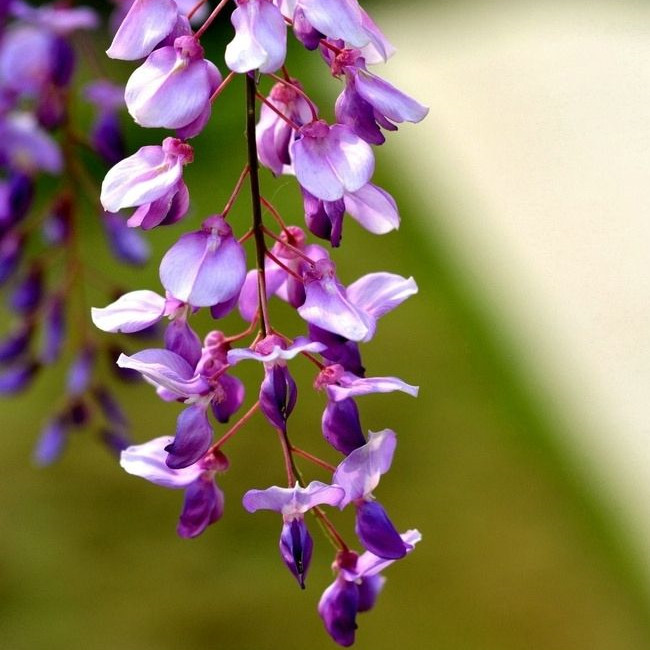 Chinese wisteria (7).jpg