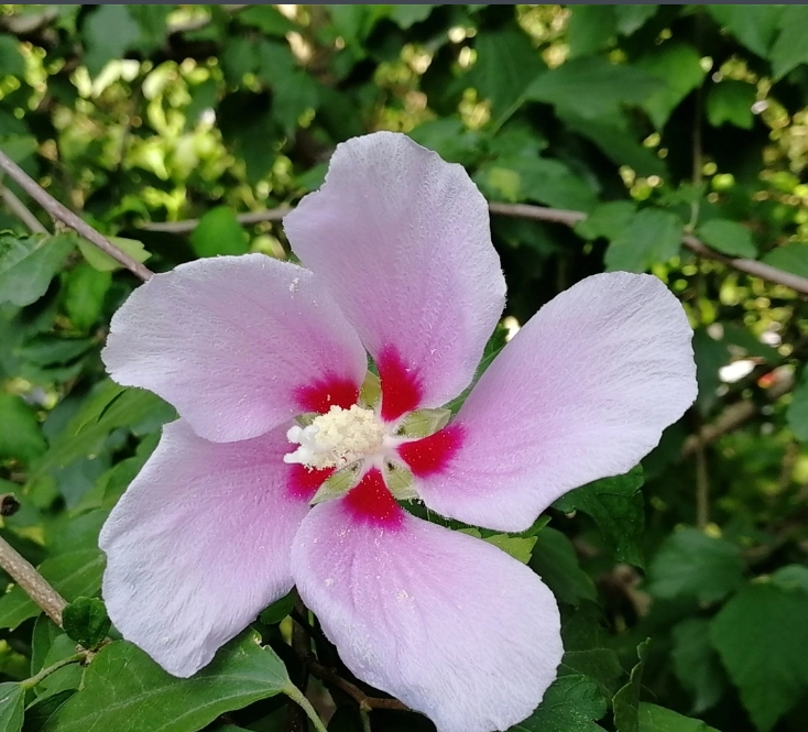Hibiscus flower.png