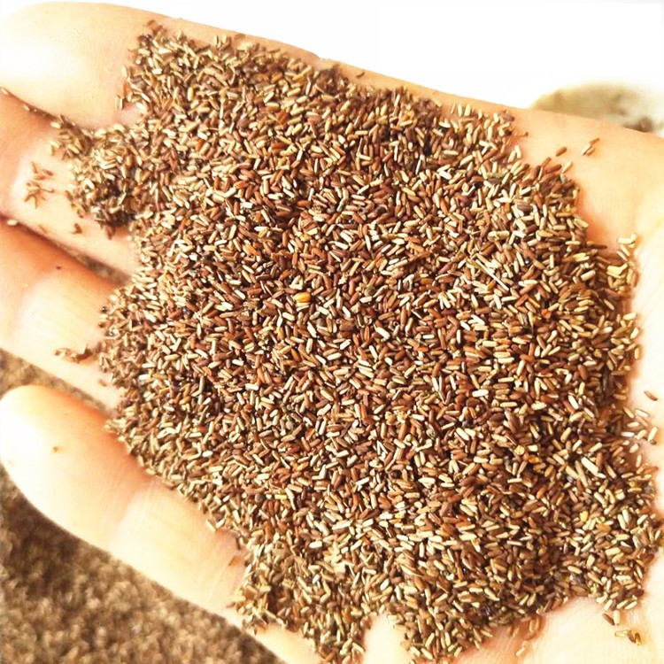 purpletop verbena seed (2).jpg purpletop verbena seed (2).jpg