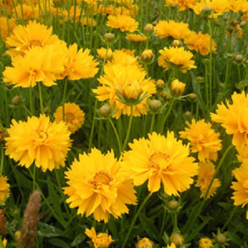 S405 Cosmos bipinnatus (10).jpg S405 Cosmos bipinnatus (10).jpg