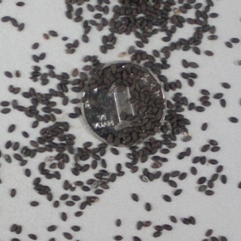 S011 blue sage seed (1).png S011 blue sage seed (1).png