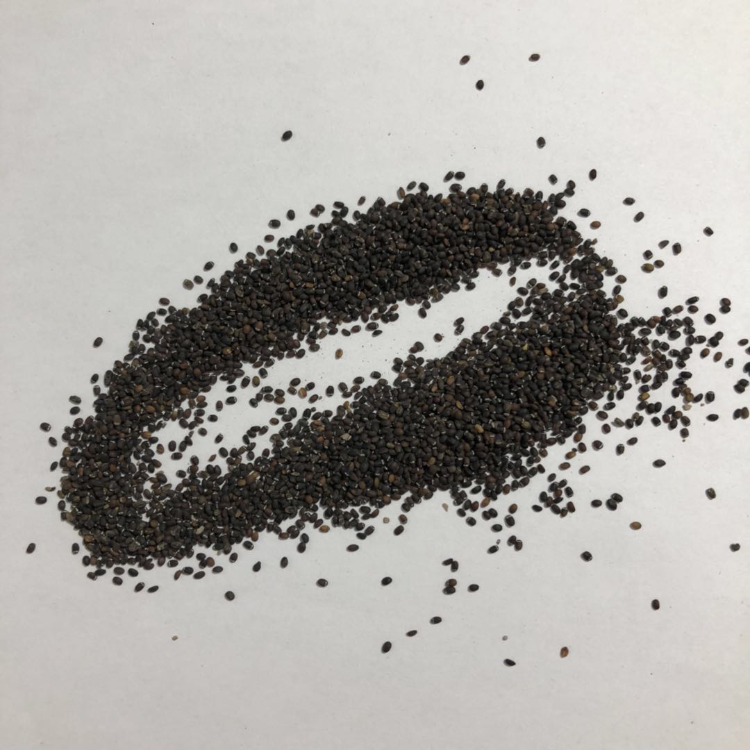 LS016 Basil seed (2).jpg