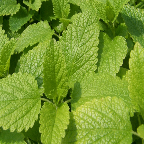 Lemon Balm seed (2).png Lemon Balm seed (2).png
