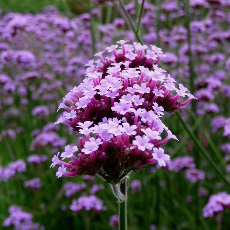 purpletop verbena seed (3).jpg