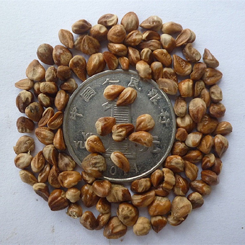 S302 Platycladus orientalis seeds(4).jpg