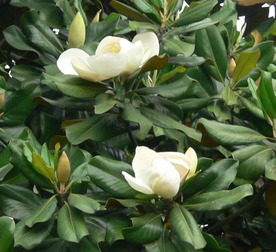 S402 Magnolia grandiflora (2).jpg