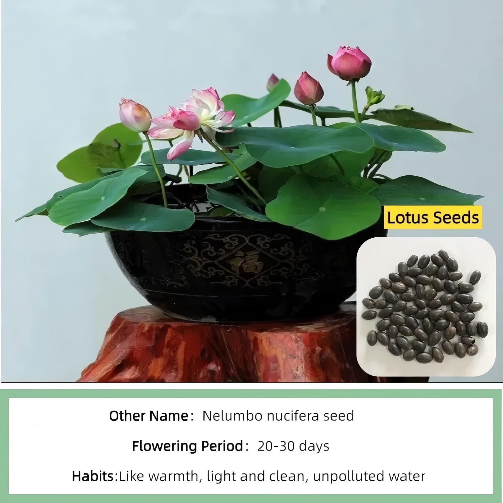 S420-Wan Lian.jpg