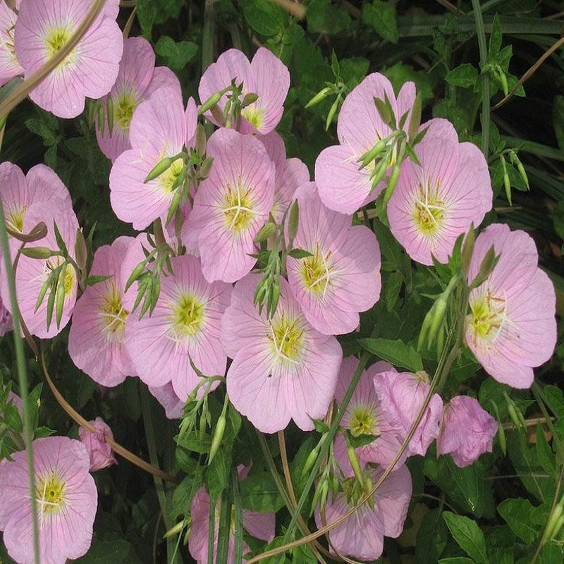 S272 Primrose Seed  (4).jpg
