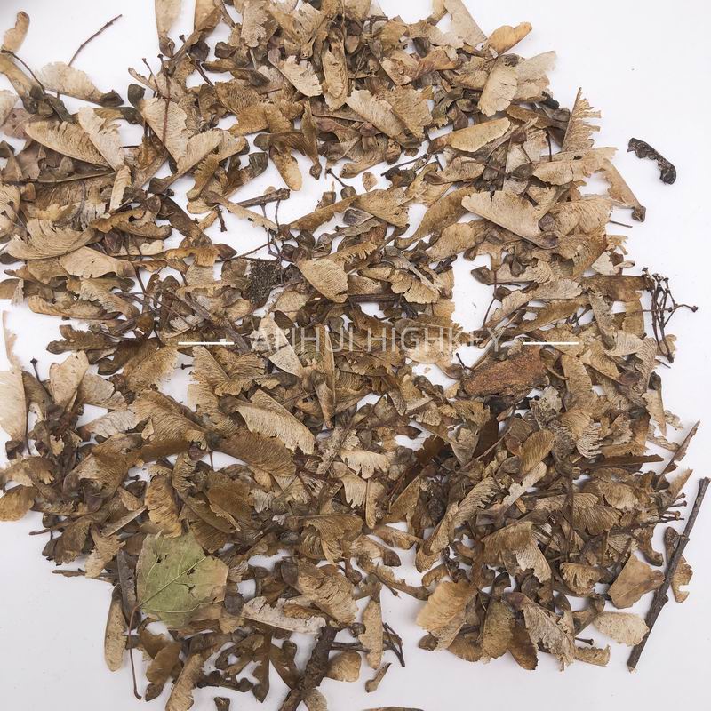S388 Acer Buergerianum Seed (4).jpg