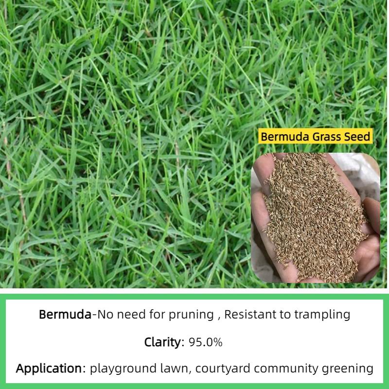 S802 Bermuda grass (4).jpg