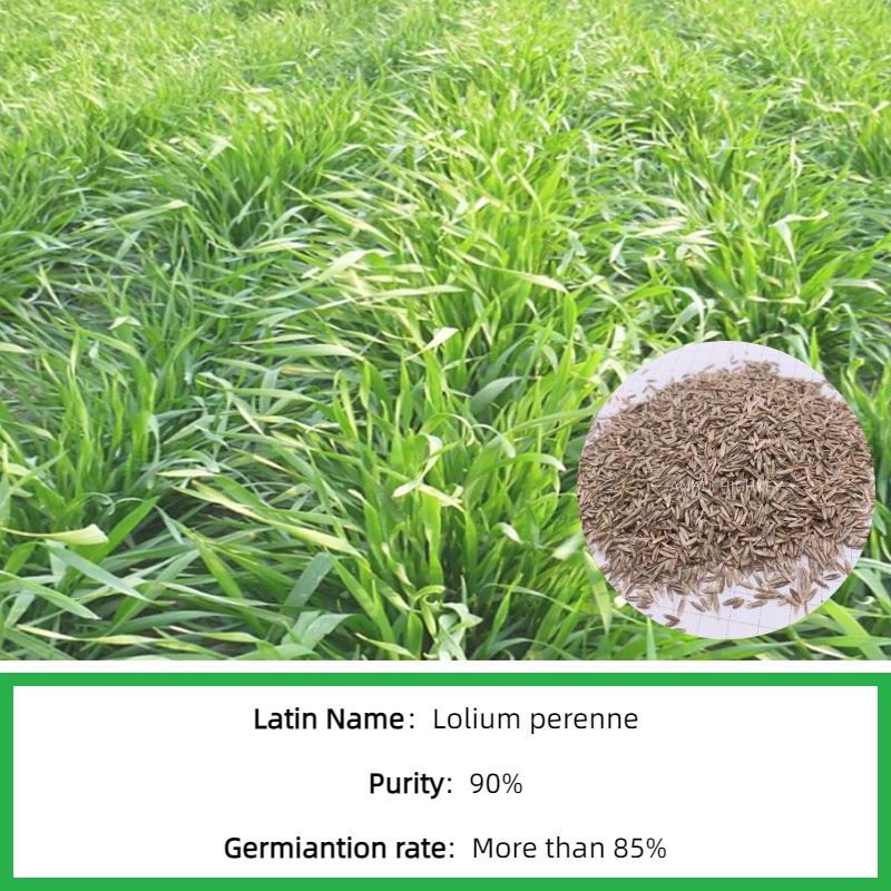 S803 zoysia seeds (1).jpg