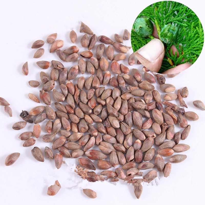 Platycladus orientalis seeds