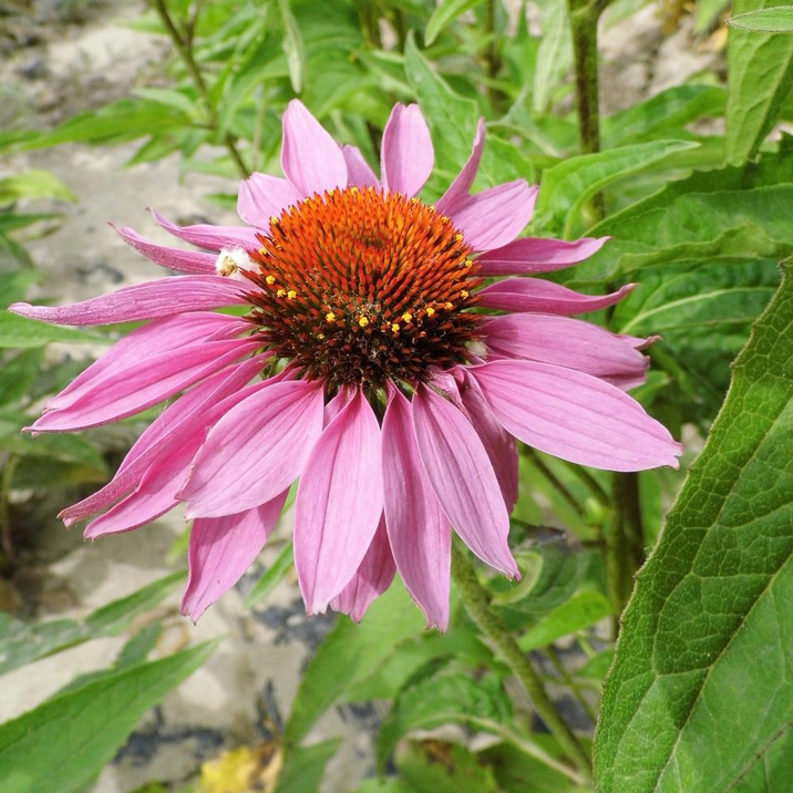 Purplecone flower seeds