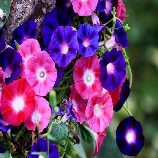 Morning glory seeds