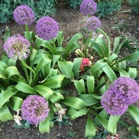 Chive seed