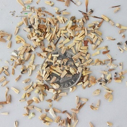 Echinacea echinacea seed