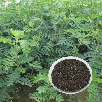 Astragalus seed