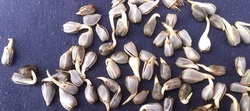 Safflower seed