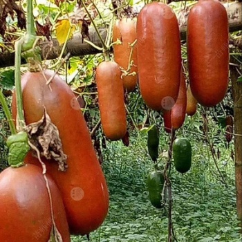 Honey melon seeds