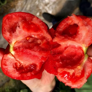 Tomato Seeds