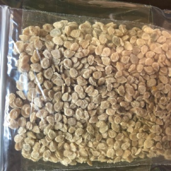 Tomato Seeds