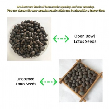 lotus seed