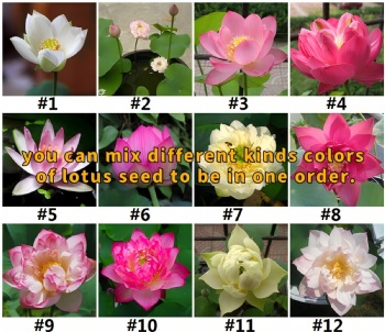 lotus seed