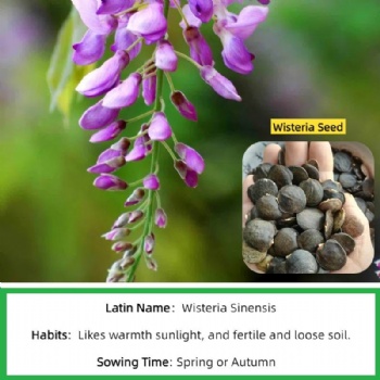 wisteria seed