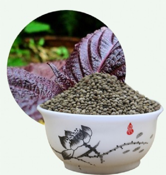 Purple Perilla Seeds