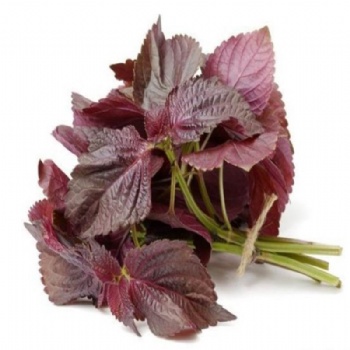 Purple Perilla Seeds