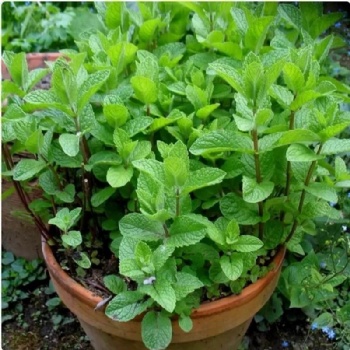 Mint Seeds