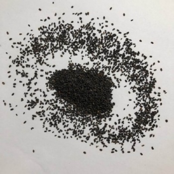 Mint Seeds