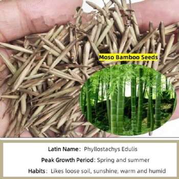 Moso bamboo seed