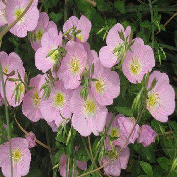 Evening Primrose Seeds