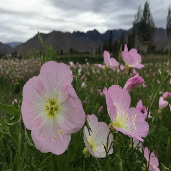 Evening Primrose Seeds