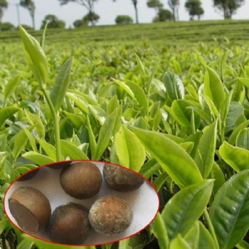 Tea Tree Seeds