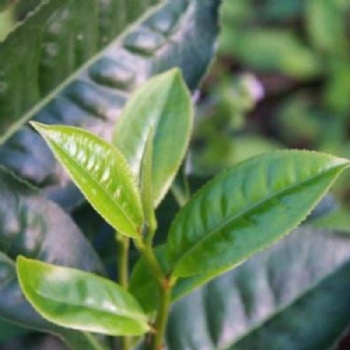 Tea Tree Seeds