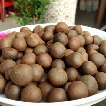 Tea Tree Seeds
