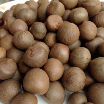 Tea Tree Seeds