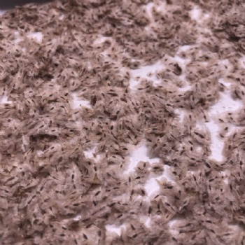 Paulownia Tomentosa Seed