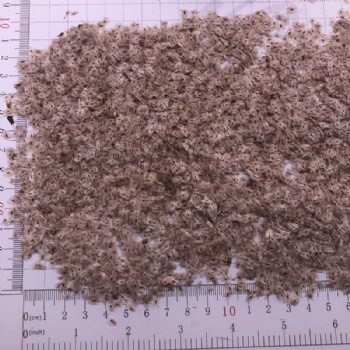 Paulownia Tomentosa Seed