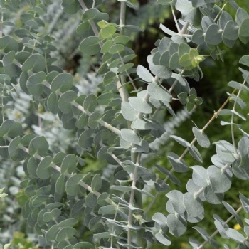 Eucalyptus Gunnii Seed